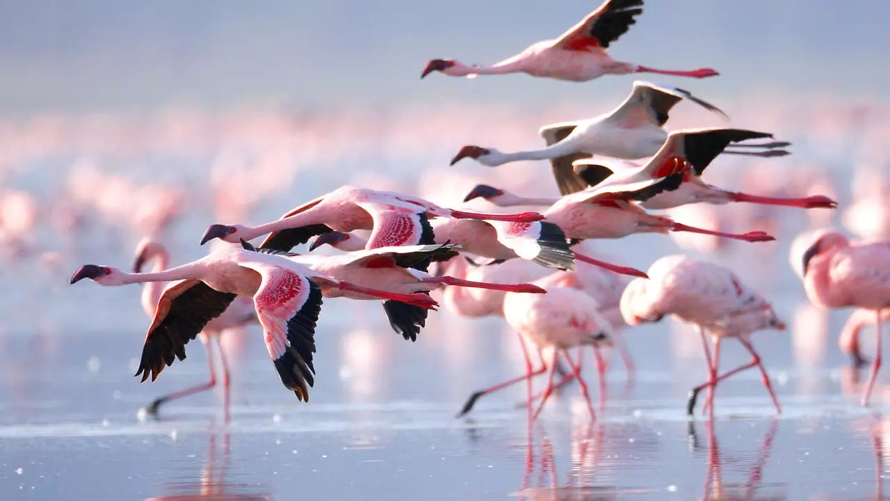 Delta Ebro mencatat jumlah keturunan flamingo terbesar dalam sejarahnya