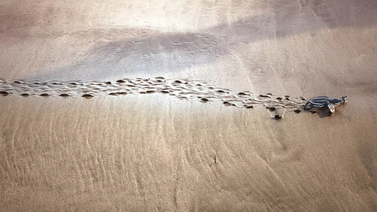 Largest number of leatherback nests in 20 years discovered in Thailand