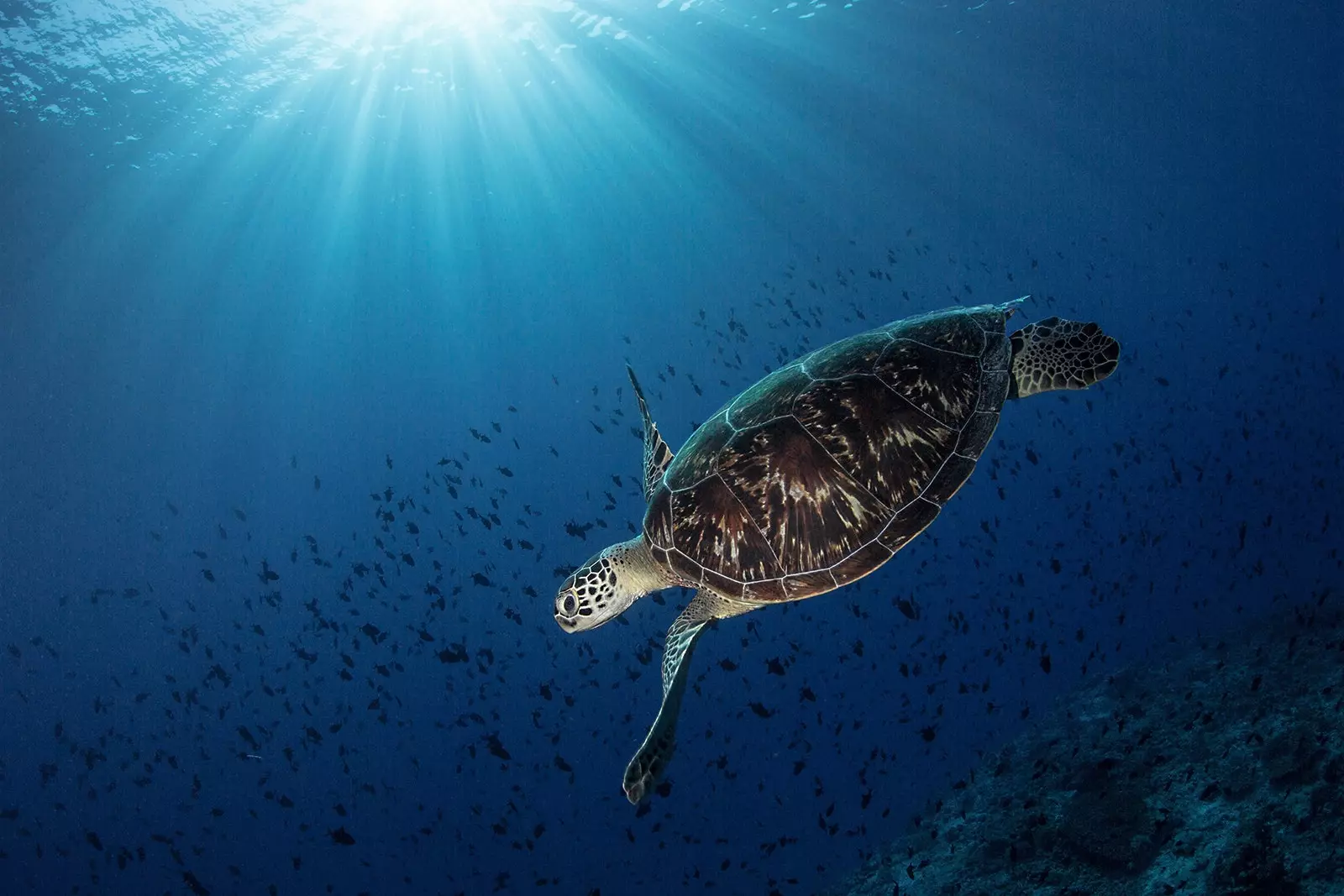 Mořská želva Hawksbill plavající na mořském dně na Maledivách