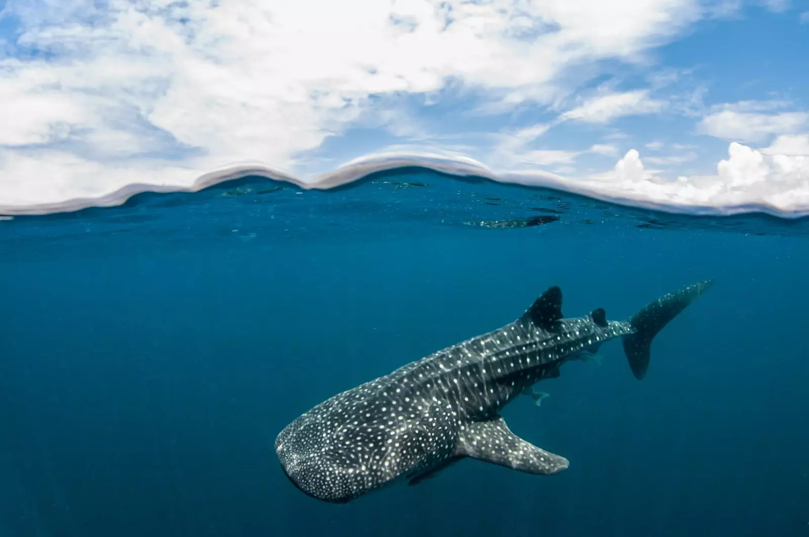 Whale shark