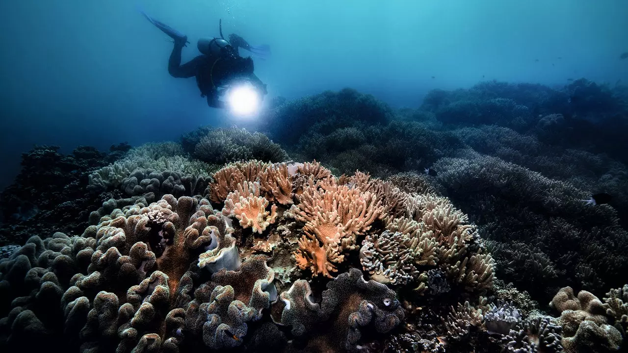 Het Great Barrier Reef lijdt aan de ergste massale verbleking in de geschiedenis