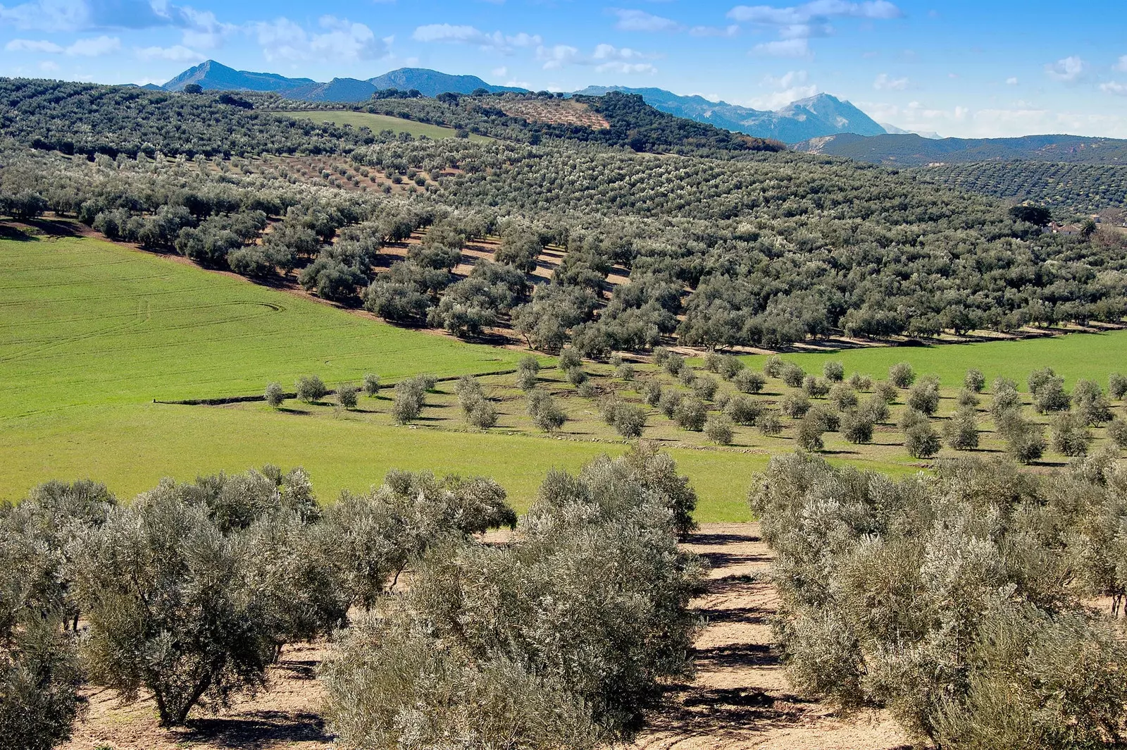 Baena Córdoba