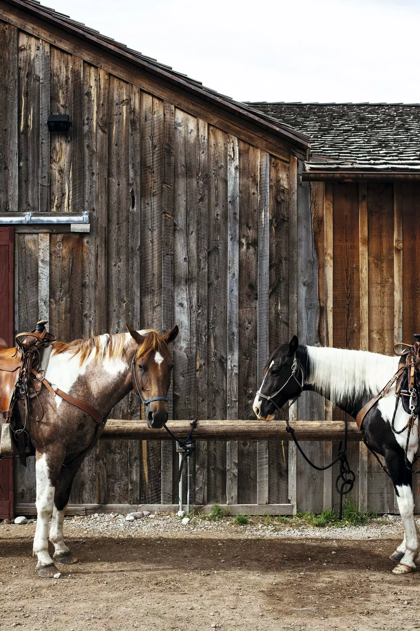 Zwei der Pferde, die grasen und durch die Hektar von The Ranch at Rock Creek laufen