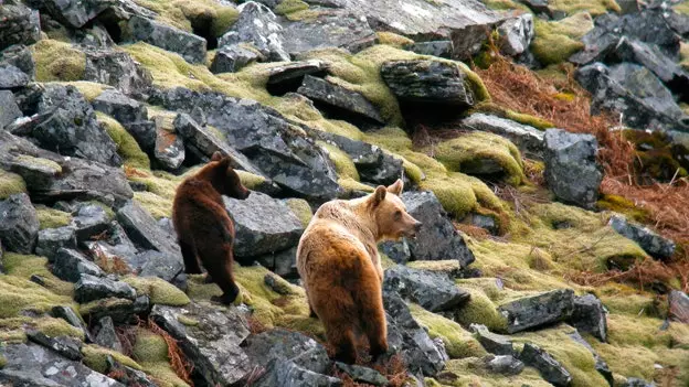 Somiedo : l'ours brun comme excuse