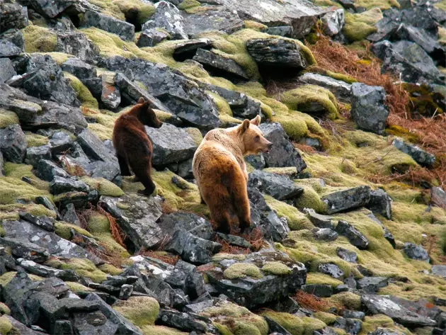 Je soumets l'ours brun comme excuse