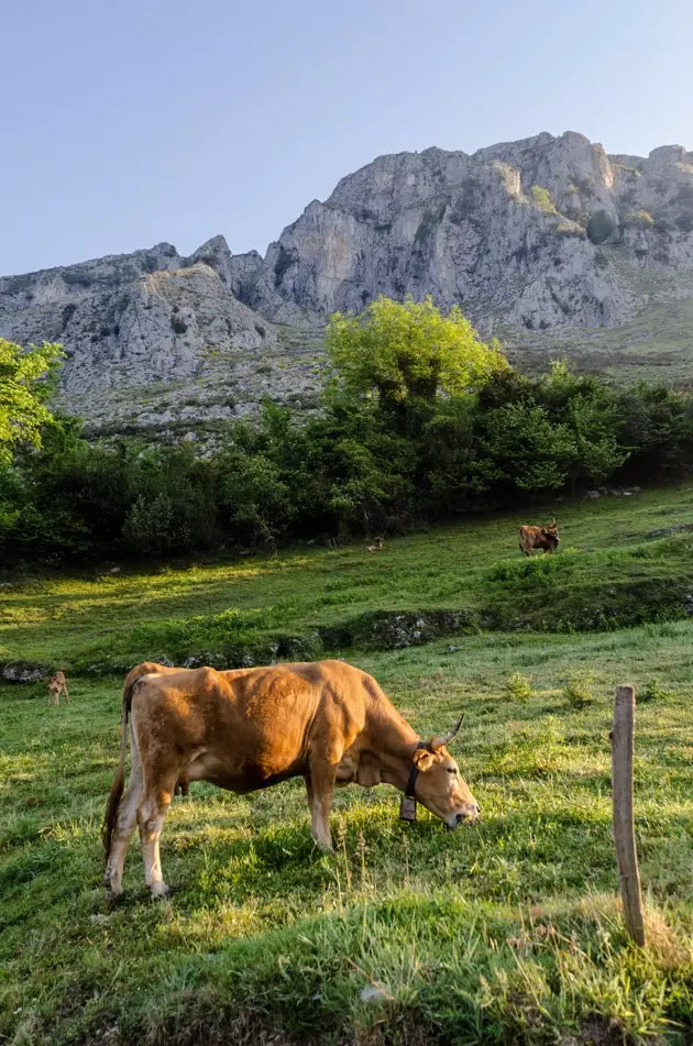 Lembu yang memiliki lembah