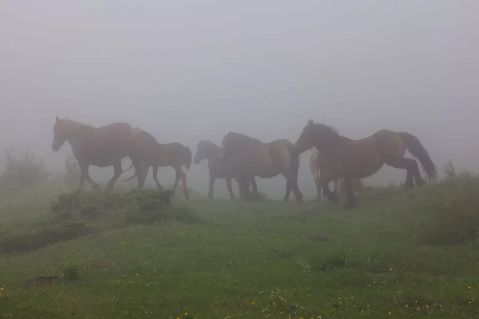 Savvaļas daba Somiedo