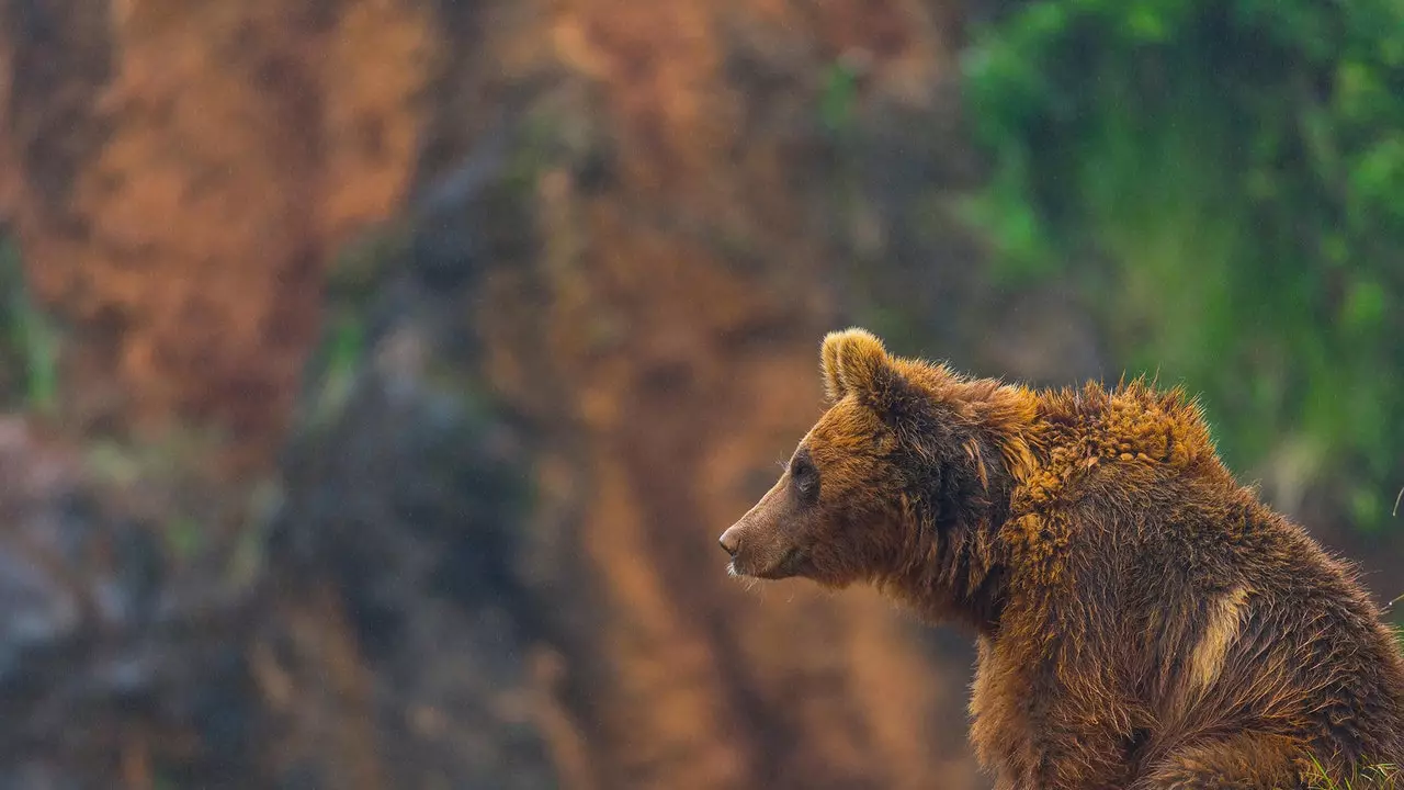 Las Ubiñas-La Mesa Natural Park or how to enter the universe of the brown bear without leaving Asturias