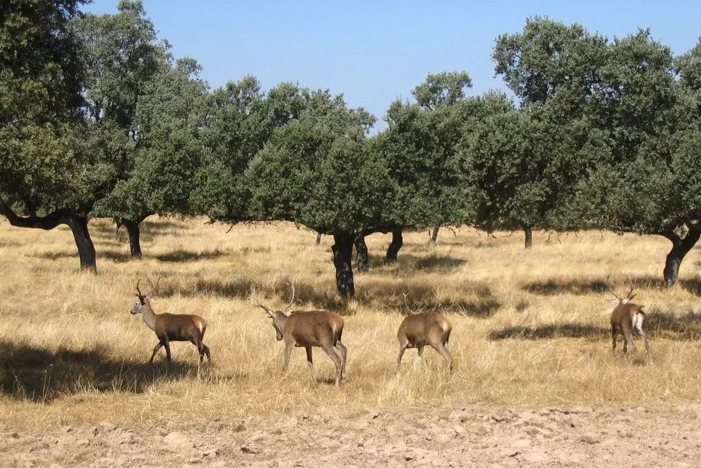 Sierra de Cardeña a Montoro