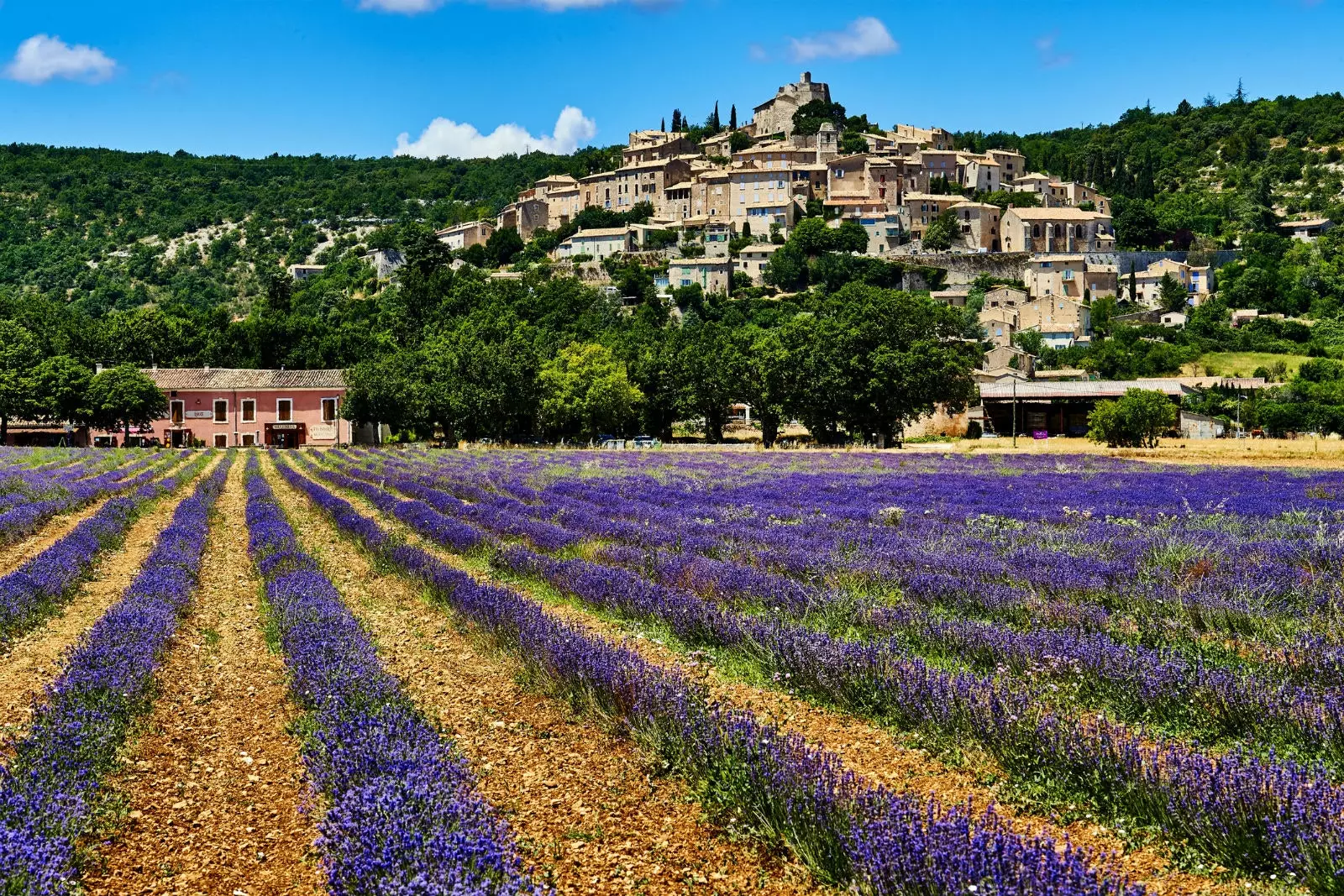 La lavande du Vaucluse.