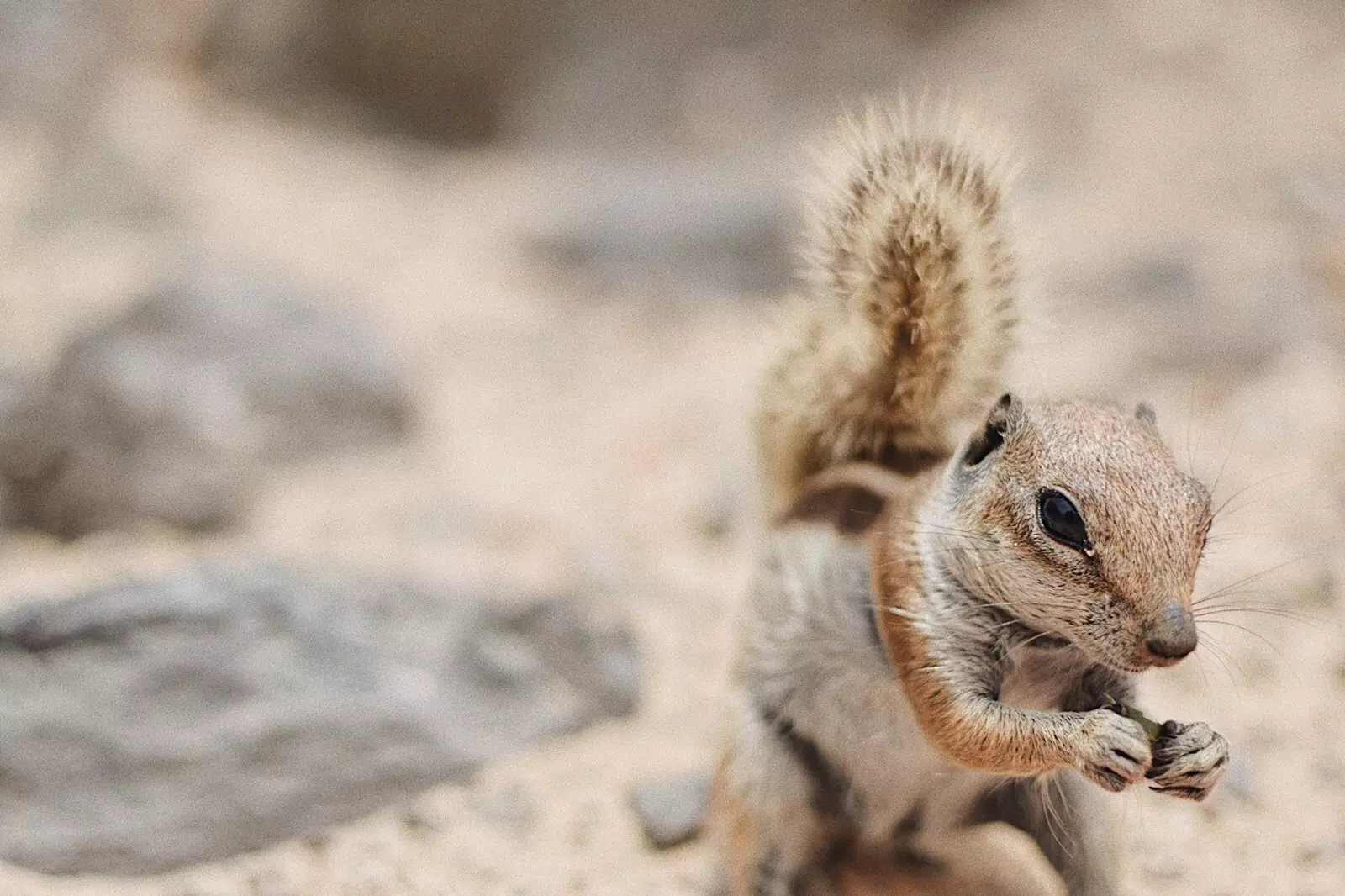 Moja ya squirrels wengi kwamba kujificha katika miamba ya Costa Calma