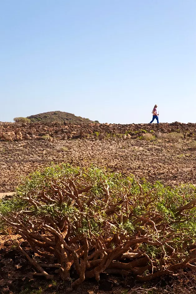 Se promener sur l'île de Lobos