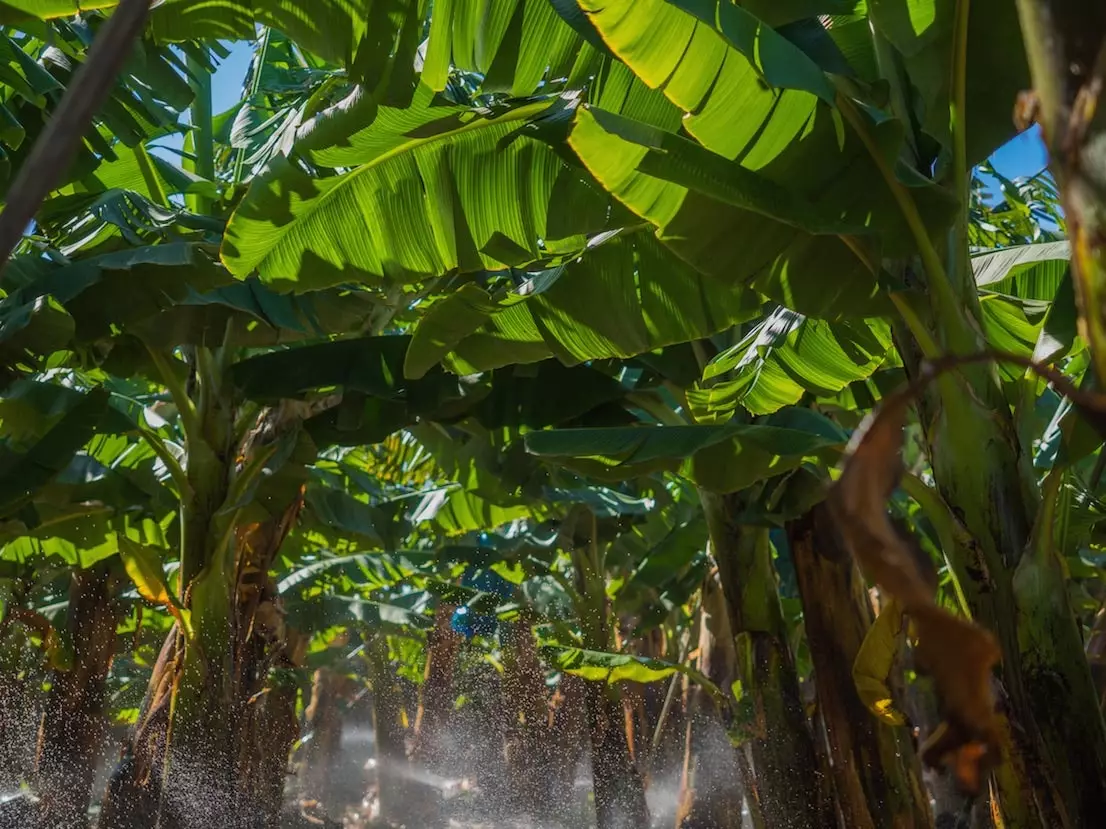 Kanariyalik banan plantatsiyasi