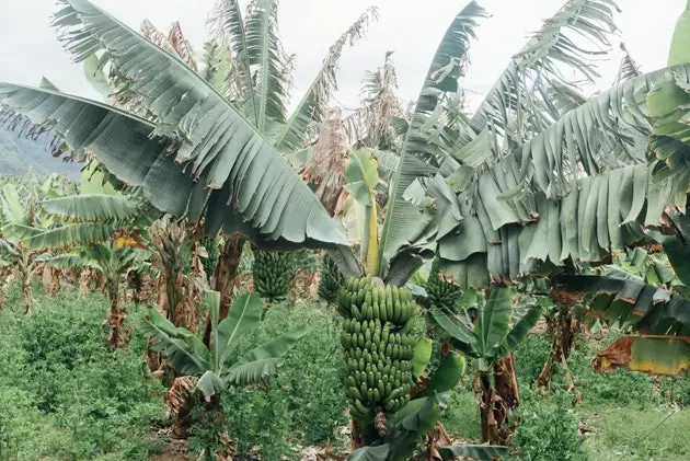 Asal usul pisang