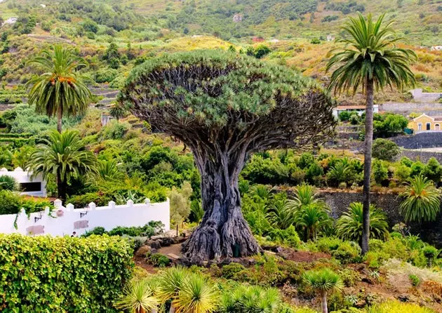 Duizend jaar oude drakenboom van Icod de los Vinos