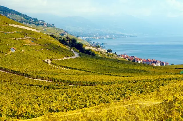 Lavaux