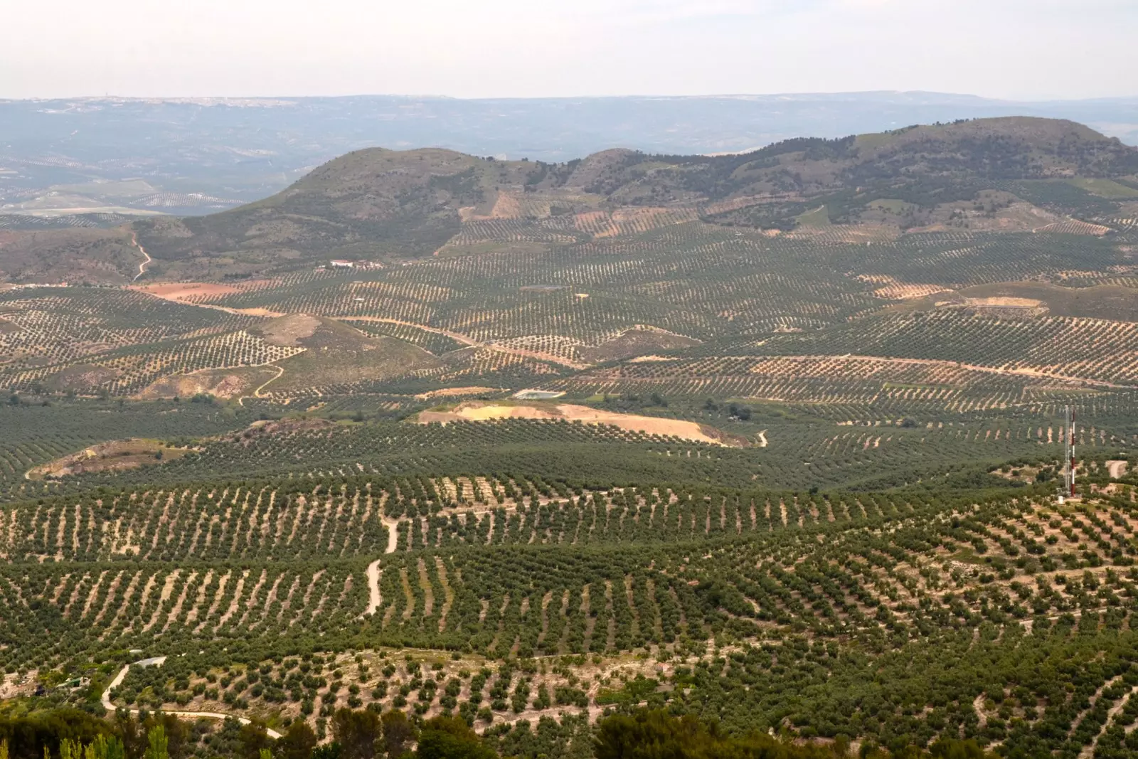 The olive groves of Jimena from the Cueva de la Graja