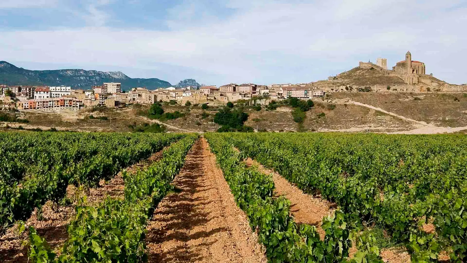 Vigneti della Cantina Contador