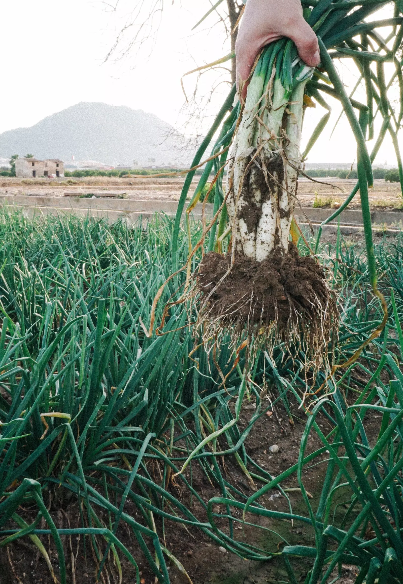 Calçot dans l'horta valencienne