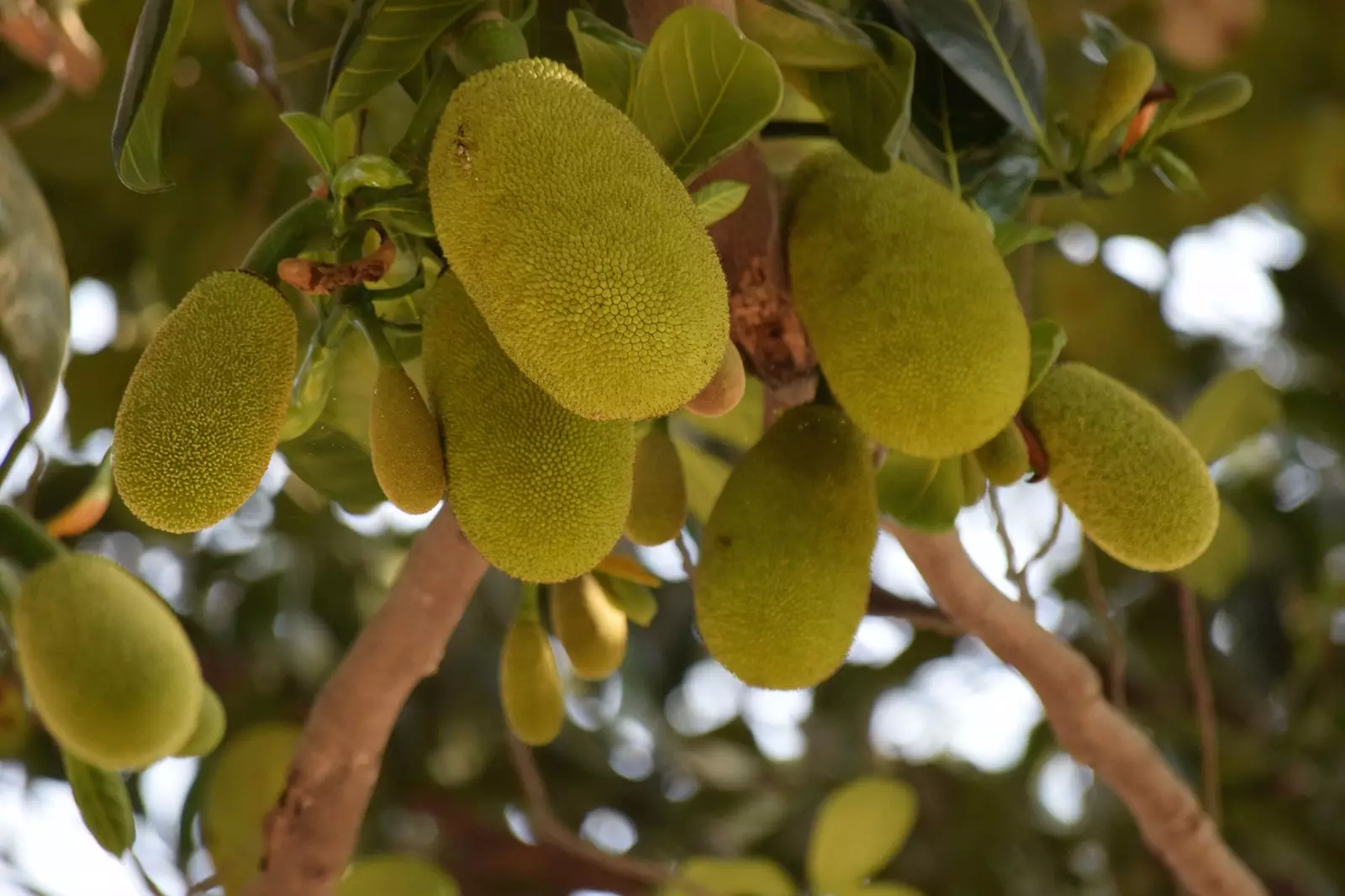 jackfruit는 최대 50kg까지 나갈 수 있는 큰 과일입니다.