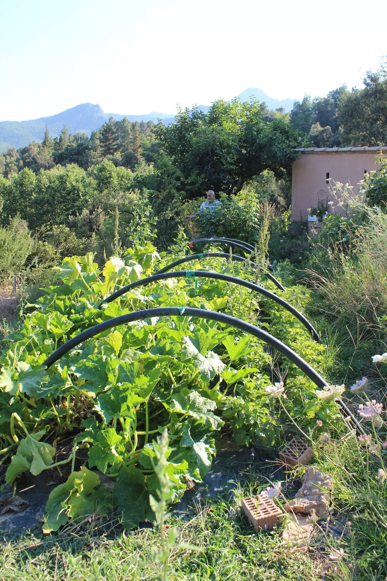 de Bosc Arbúcies