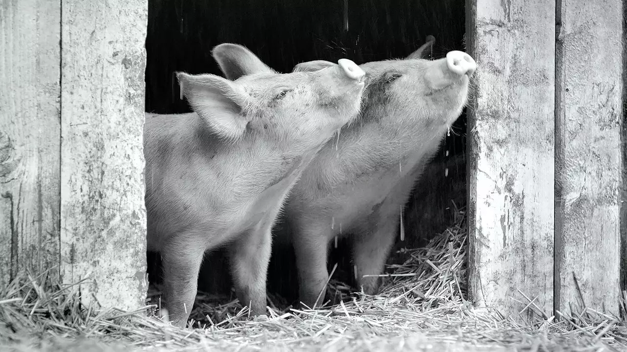 „Gunda”, când viața într-o fermă de porci devine artă