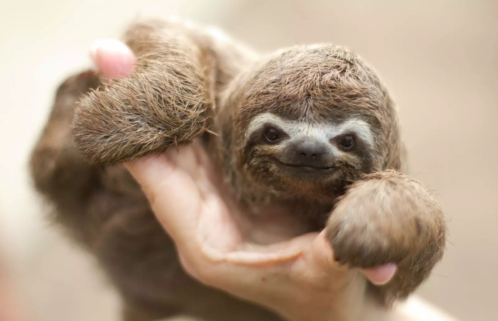 Des photos comme celle-ci avec des animaux. Non merci