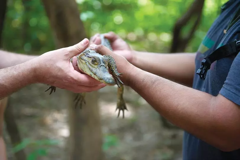 U Južnoj Americi crni aligator se koristi za turističke fotografije.