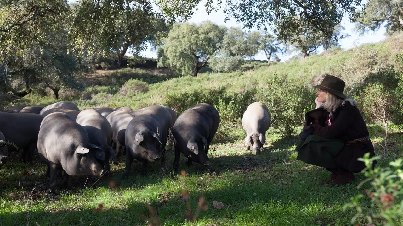 Una tardor a la devesa del porc ibèric