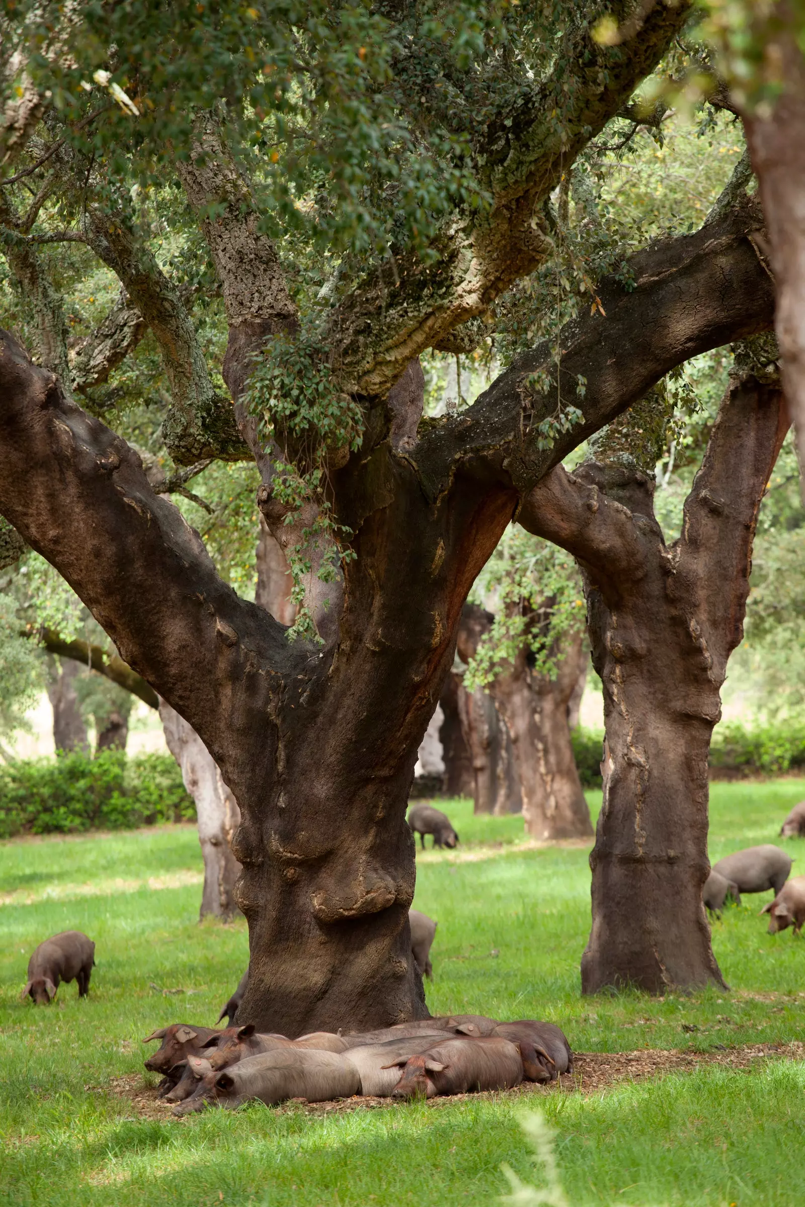 The pasture.