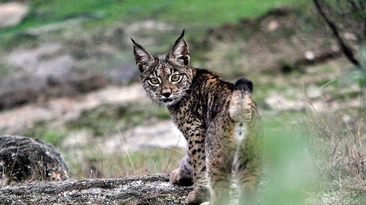 40 lynx pups have come out ahead this past year, eight more than in 2020