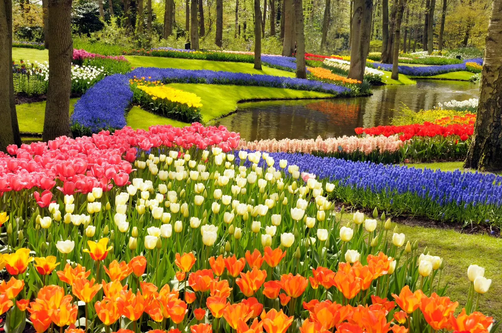 Keukenhof w Holandii.