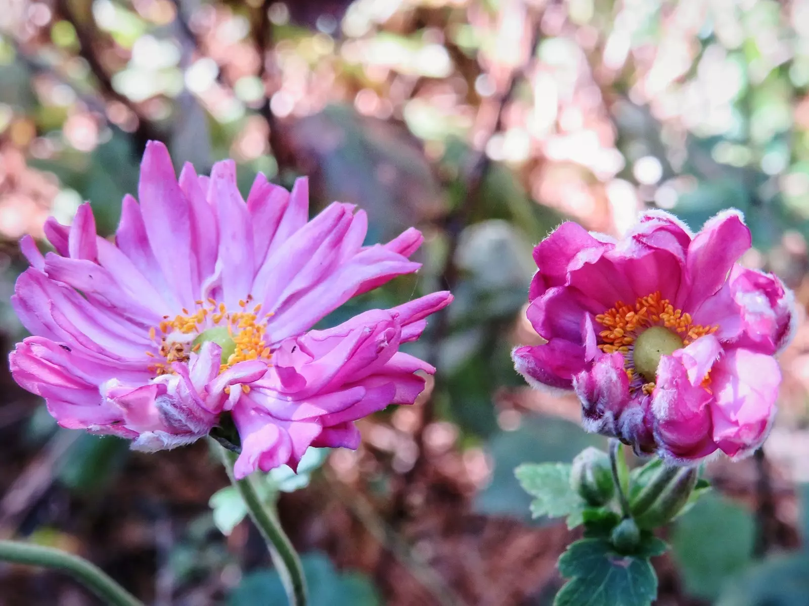 Birmingham Botanischer Garten.