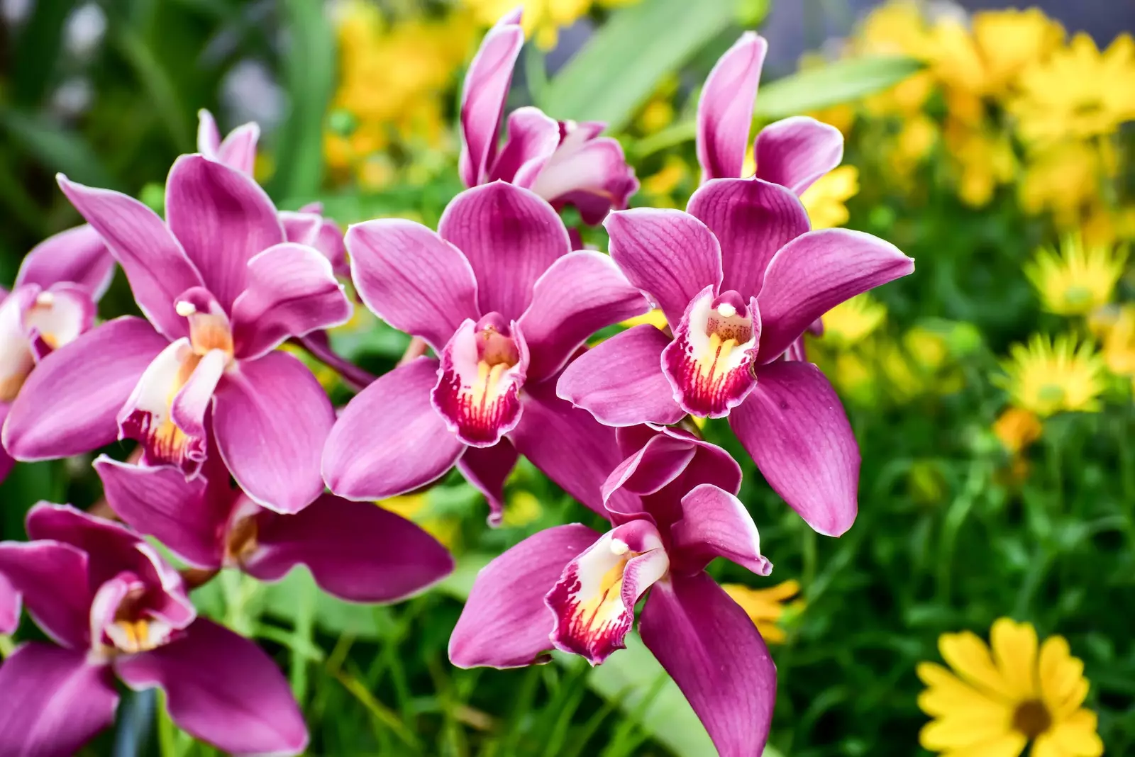 Der botanische Garten von Chicago.