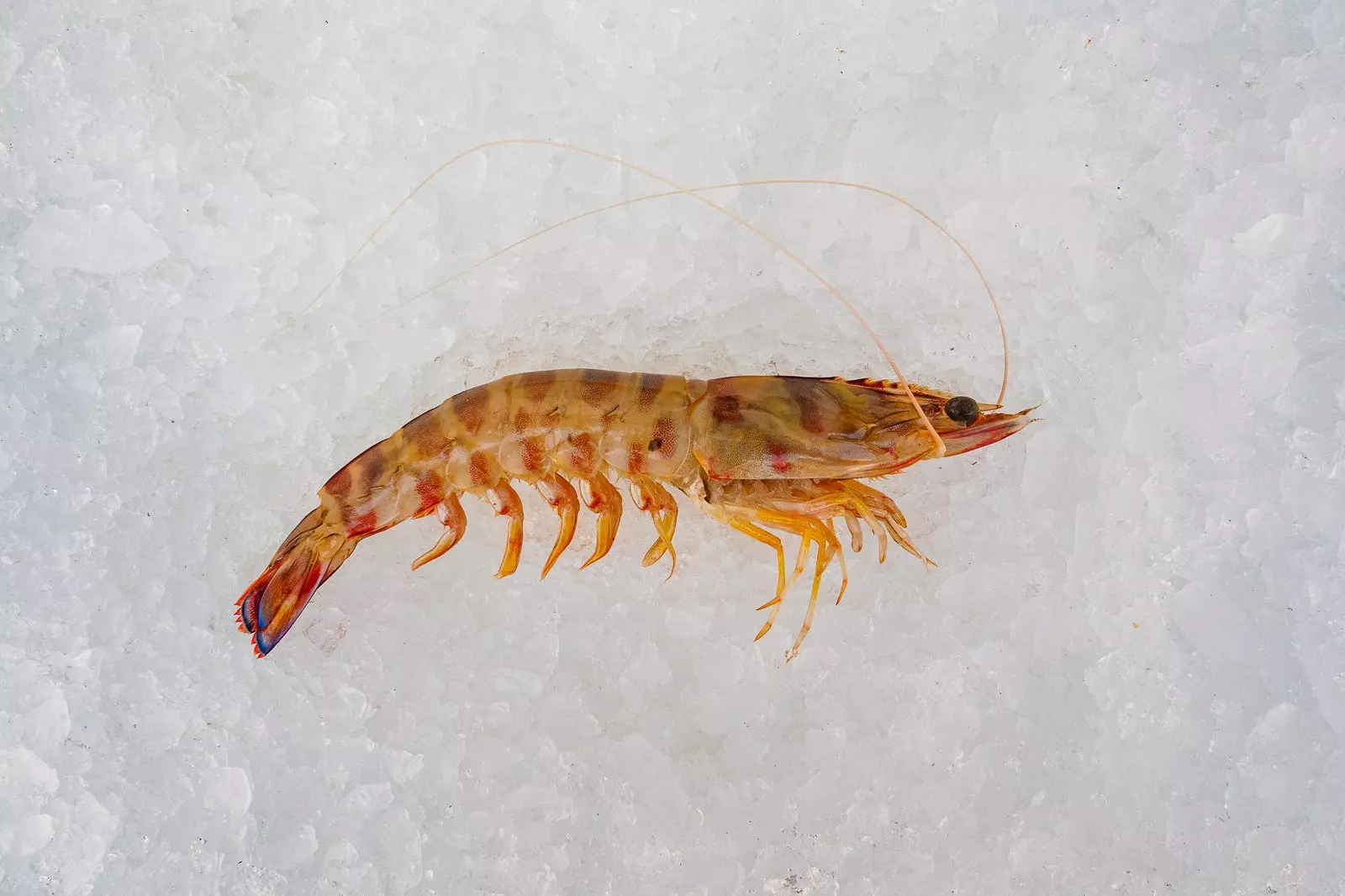 Udang dari Sanlucar