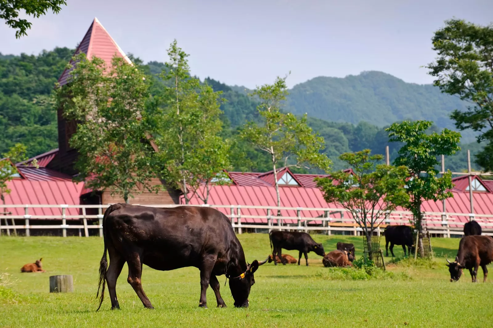 Tajima Farm Park