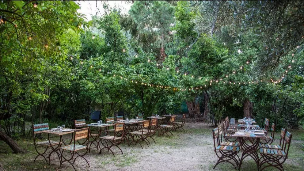 Malquerida, or dinner in a centennial olive grove in the heart of Madrid