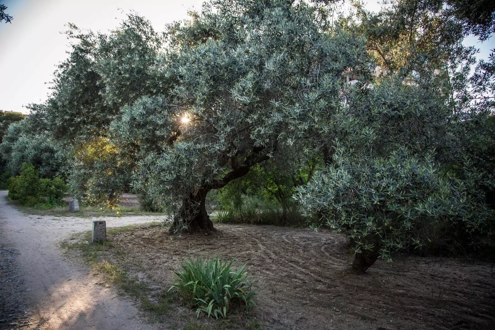 D'Olive Grove vu Castillejo