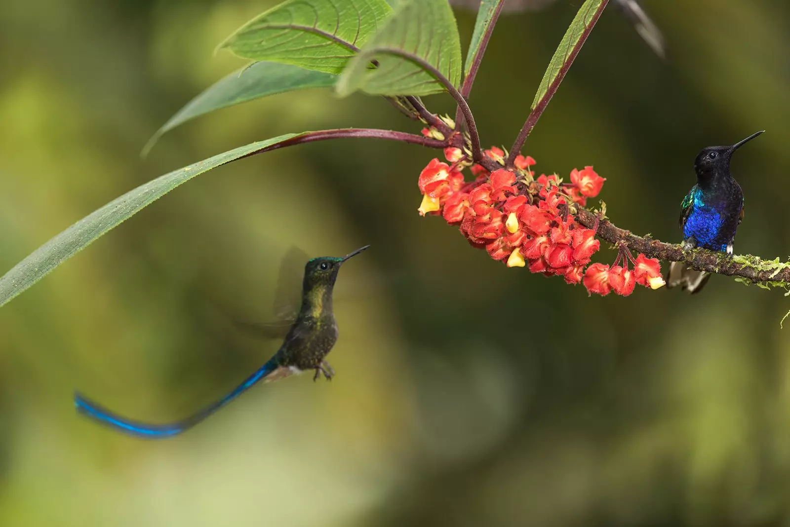 burung kolibri dalam penerbangan