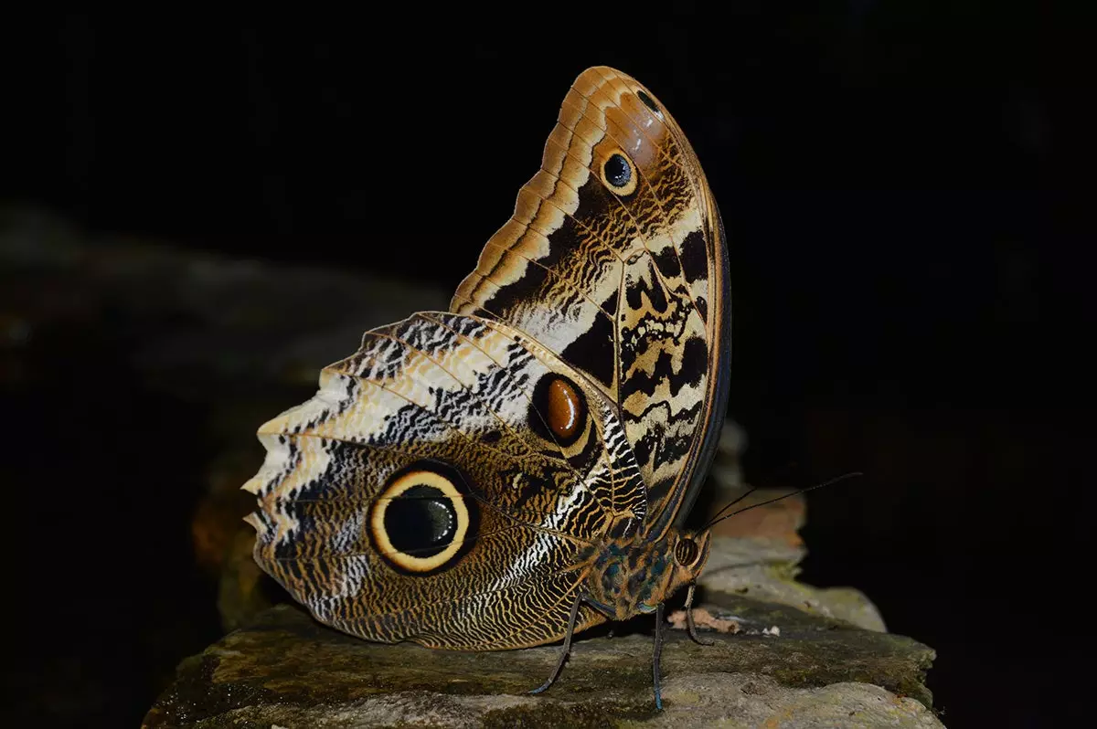 La serre aux papillons abrite 22 espèces