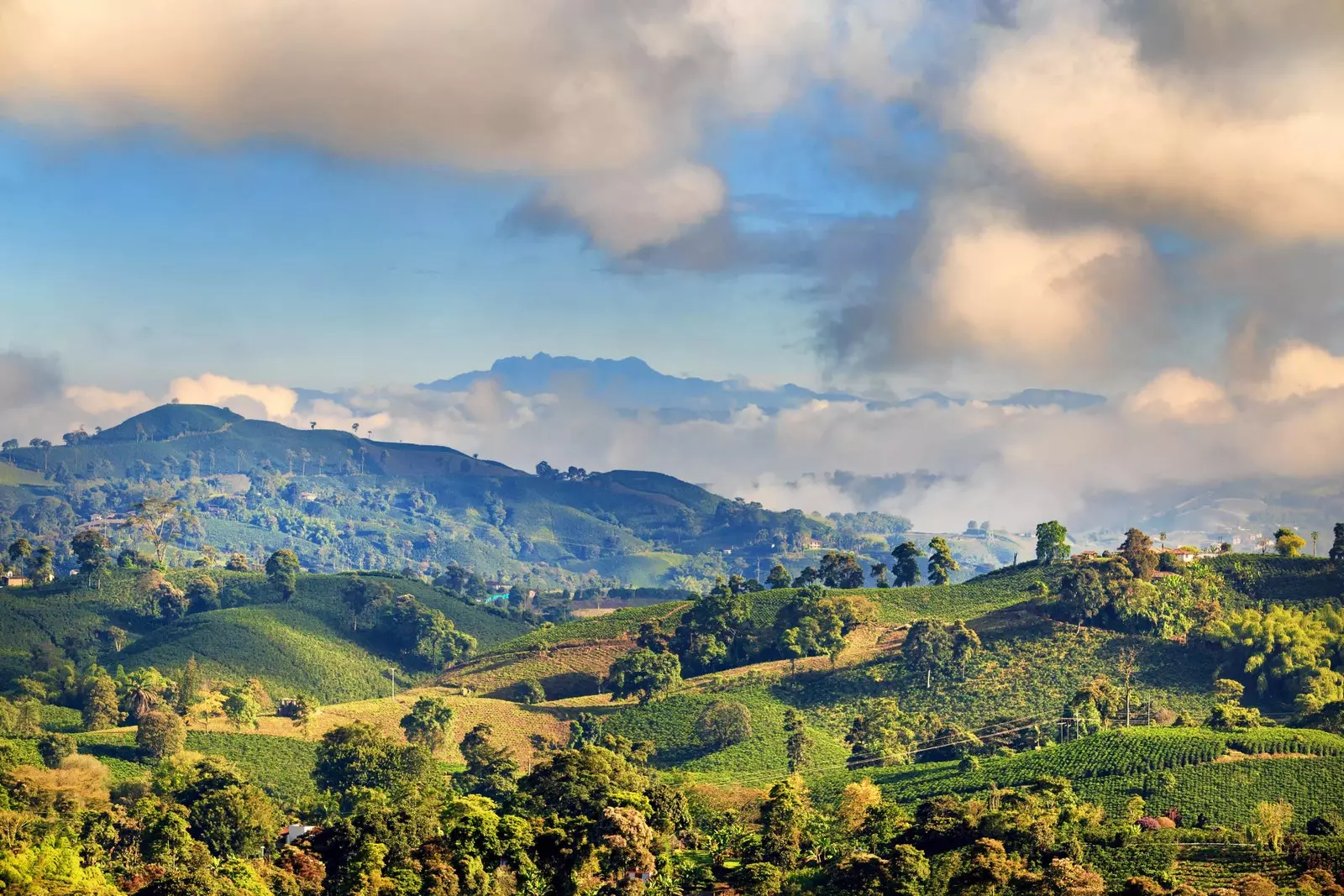 Manizales 주변의 멋진 커피 지역 발견