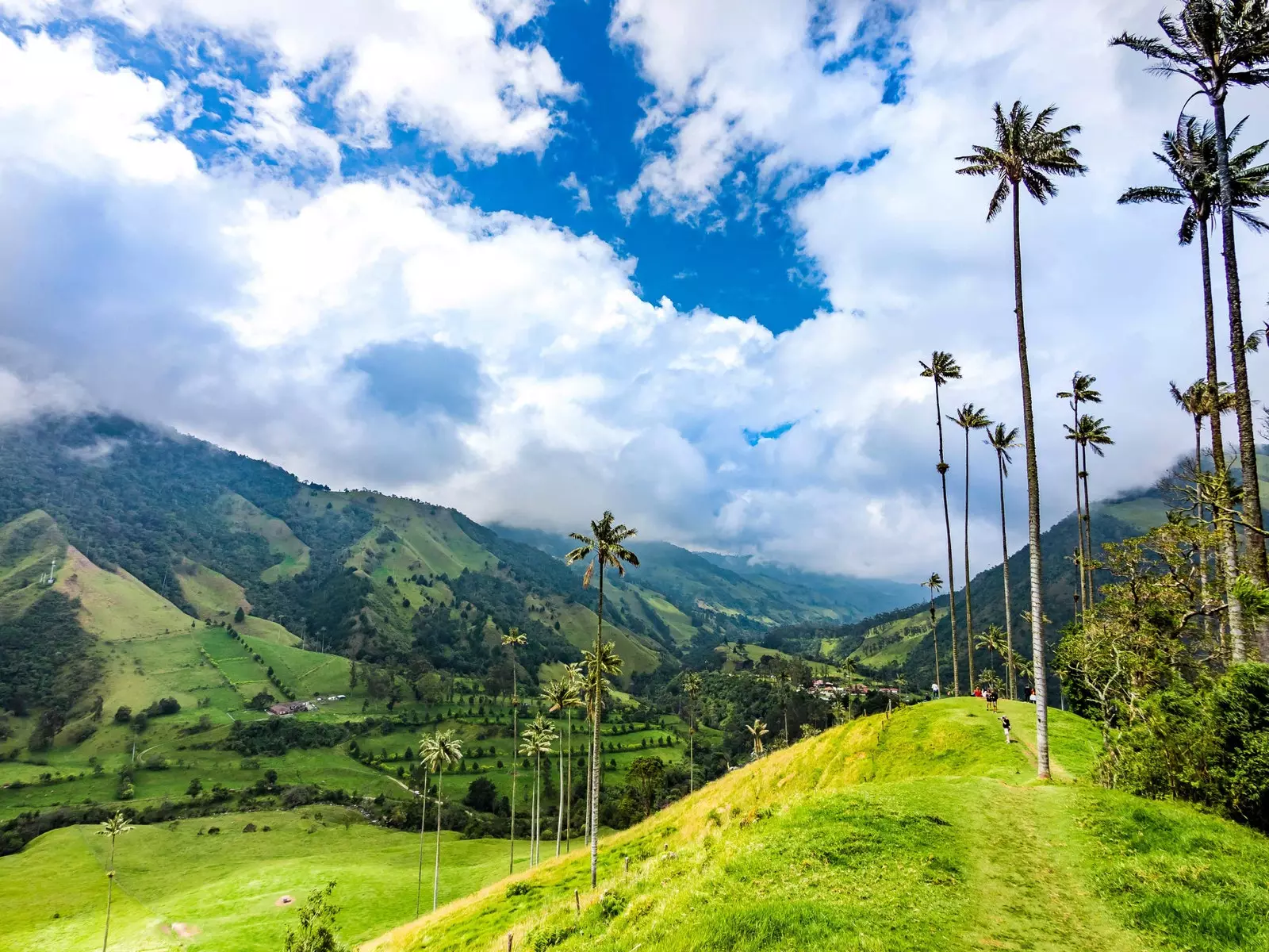 La vallée de Cocora est une oasis avec d'imposants palmiers à cire