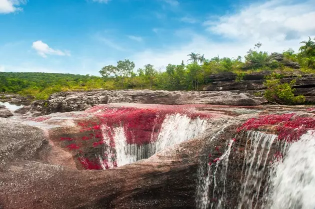 „Osmička“ z Caño Cristales