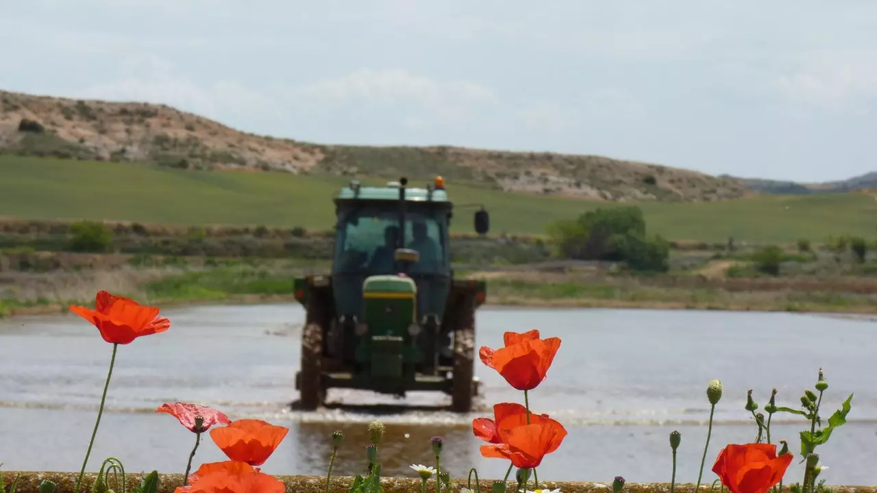 Aragon'da yetiştirilen irtifa pirinci