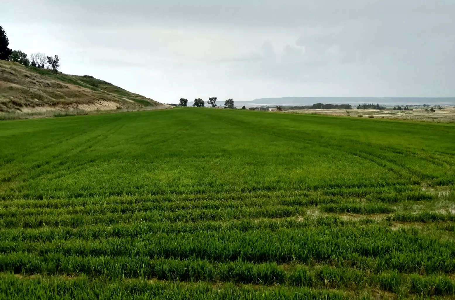 Risfält av märket Brazal.