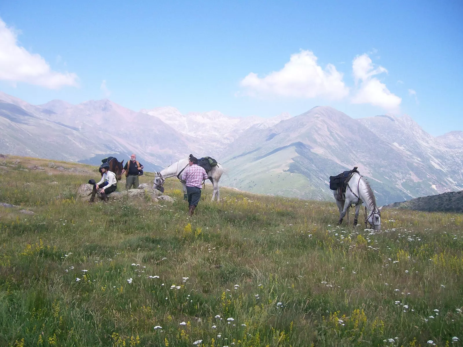 Chevaux dans les Pyrénées