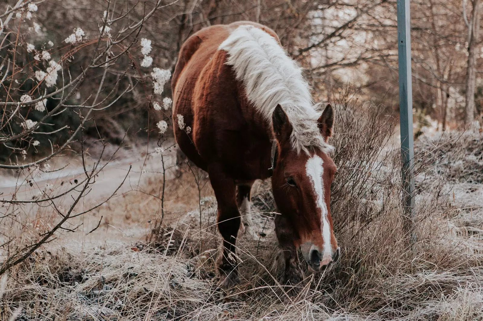 hest i Aragons pyreneene