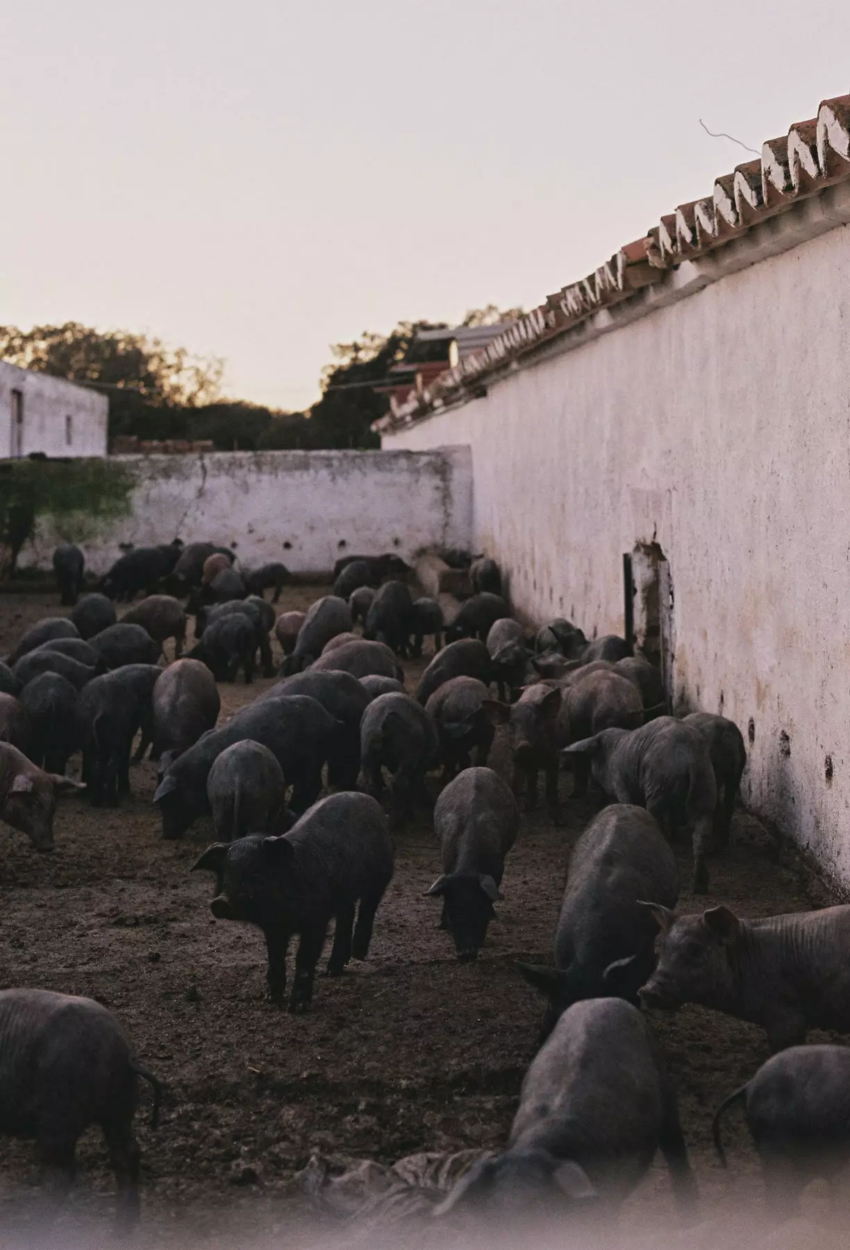 La Morisca'daki Porra