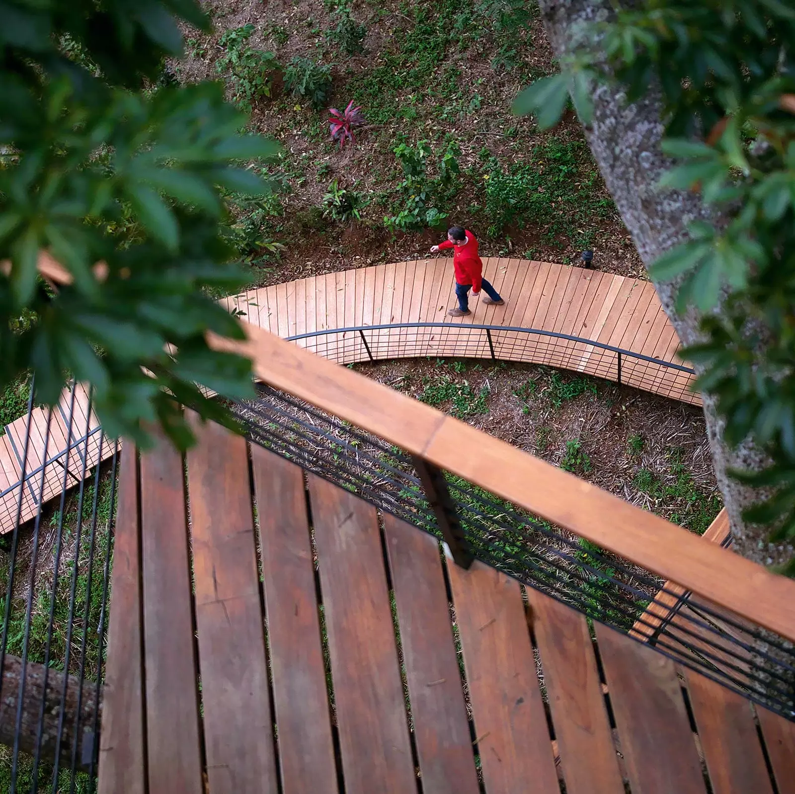 Frá trjánum á Tree Casa, einu þekktasta kaffihúsi Granada