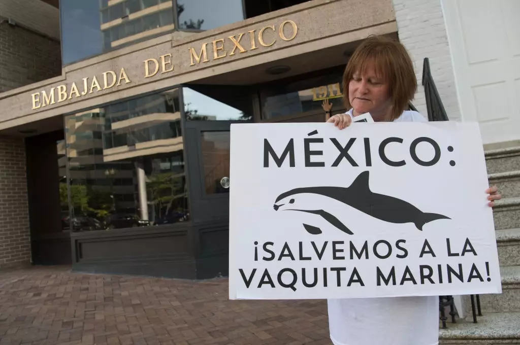 Proteste per la conservazione della vaquita marina